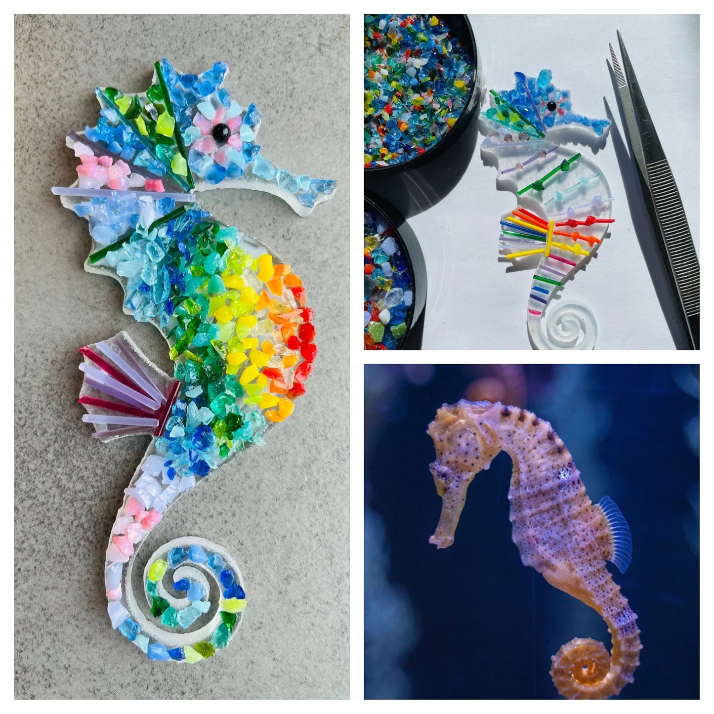 Seahorse Kit
